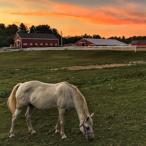 Shannon Trails Equestrian Facility, Salem, NH